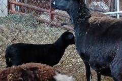 20220401_124903_black-goat